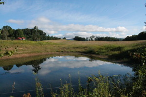 IMG_7686 pond